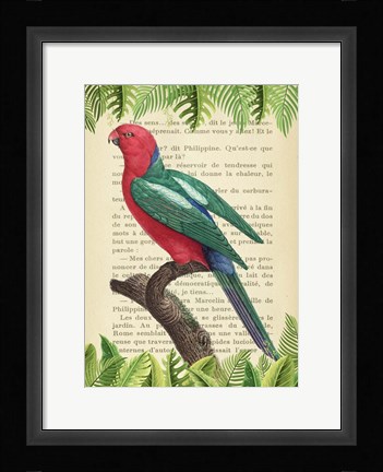 Framed Australian king parrot, After Levaillant Print