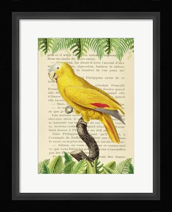 Framed Blue-Fronted Parrot, After Levaillant Print