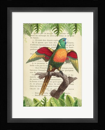 Framed Blue-Headed Parrot, After Levaillant Print