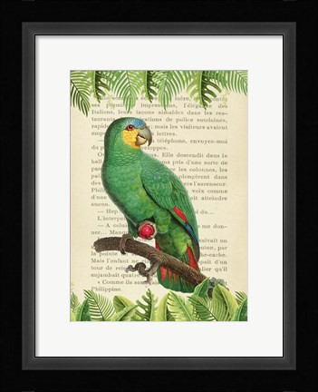 Framed Orange-Winged Amazon, After Levaillant Print