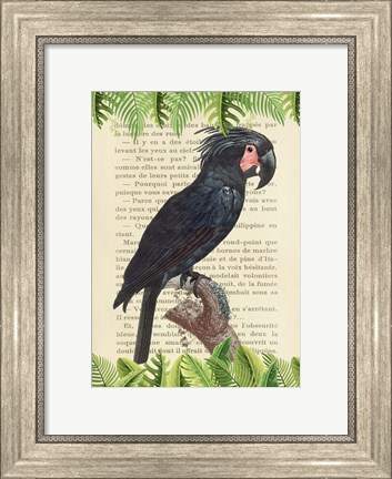 Framed Palm Cockatoo, After Levaillant Print