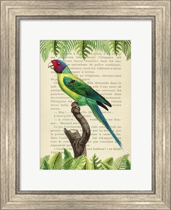 Framed Plum-Headed Parakeet, After Levaillant Print