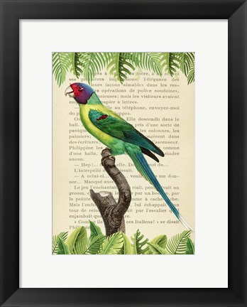 Framed Plum-Headed Parakeet, After Levaillant Print