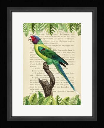 Framed Plum-Headed Parakeet, After Levaillant Print
