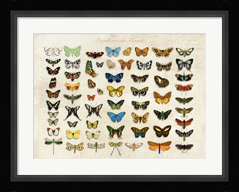 Framed Papillons du Monde, After D'Orbigny Print