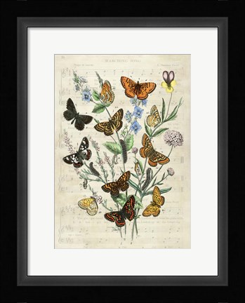 Framed European Butterflies, After Kirby Print