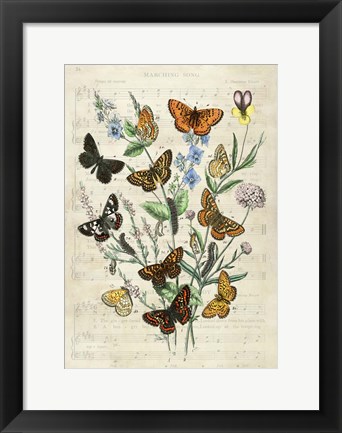 Framed European Butterflies, After Kirby Print