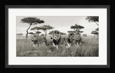 Framed Brothers, Masai Mara, Kenya (detail) Print