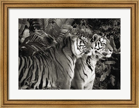 Framed Two Bengal Tigers (BW) Print
