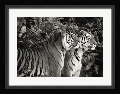 Framed Two Bengal Tigers (BW) Print