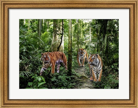 Framed Bengal Tigers Print