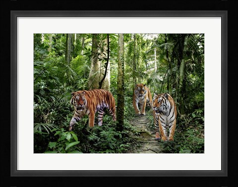 Framed Bengal Tigers Print