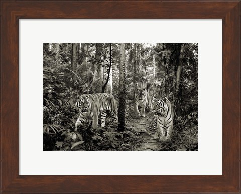 Framed Bengal Tigers (BW) Print