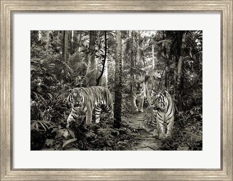 Framed Bengal Tigers (BW) Print
