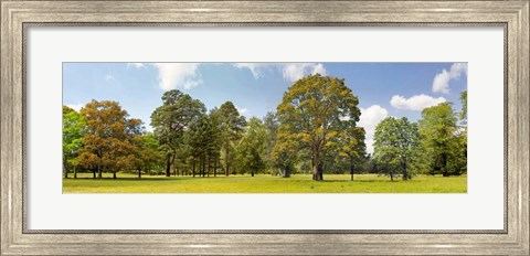 Framed Trees in a Park Print