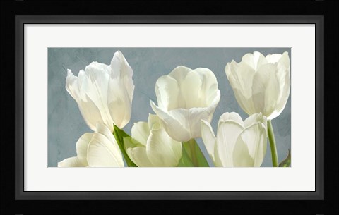 Framed White Tulips on Blue Print
