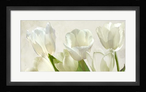 Framed White Tulips (detail) Print