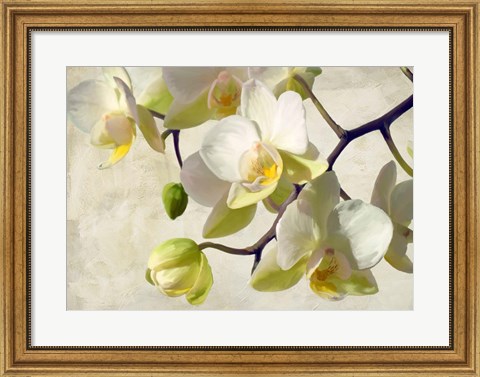 Framed Orchid in the Sun Print