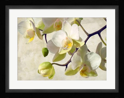 Framed Orchid in the Sun Print