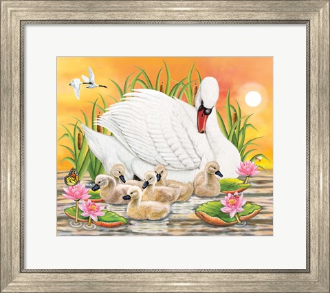 Framed Mother Swan At Sunset Print