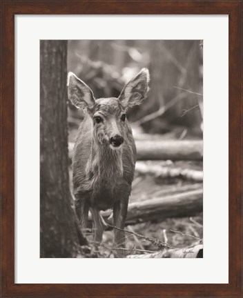 Framed Rocky Mountains Deer Print