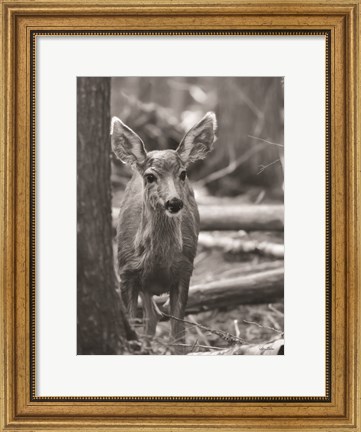 Framed Rocky Mountains Deer Print