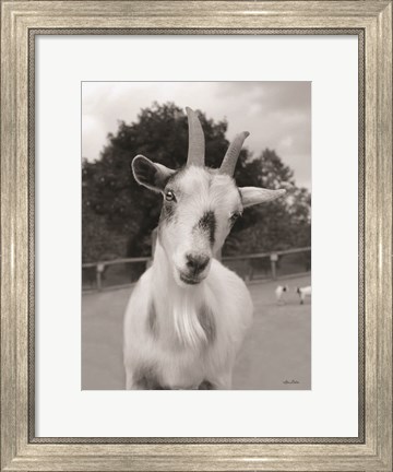 Framed Lake Tobias Goat II Print