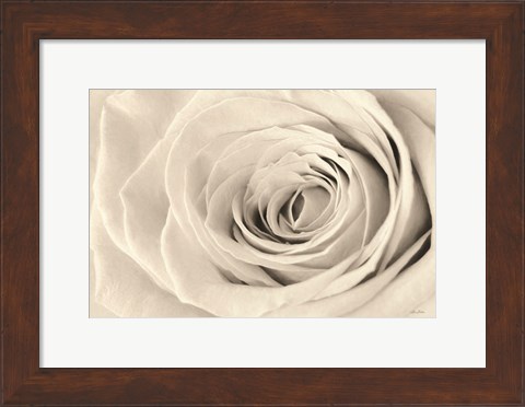 Framed Cream Rose Print