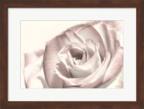 Framed Blush Rose I Print