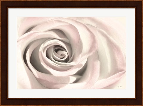 Framed Blush Rose III Print