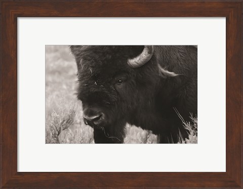 Framed Yellowstone Bison Print