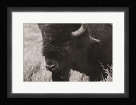 Framed Yellowstone Bison Print