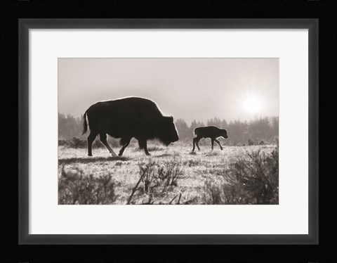 Framed Lamar Valley Migration Print