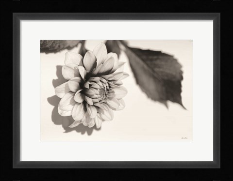 Framed White Dahlia I Print