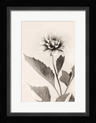 Framed White Dahlia II Print