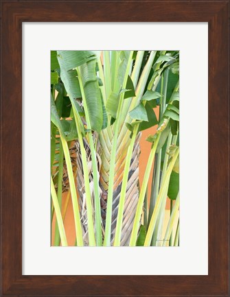 Framed Tropical Dream IV Print