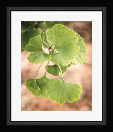 Framed Sprouting Ginkgo IV Print