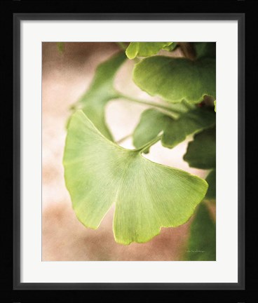 Framed Sprouting Ginkgo III Print