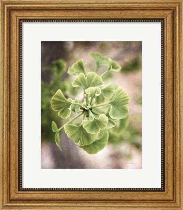 Framed Sprouting Ginkgo II Print