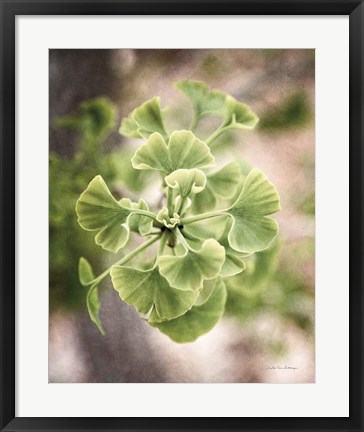 Framed Sprouting Ginkgo II Print