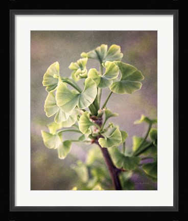 Framed Sprouting Ginkgo I Print