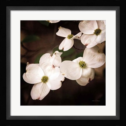 Framed White Dogwood III Print