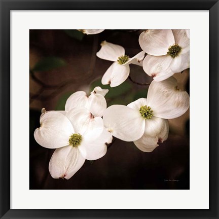 Framed White Dogwood III Print