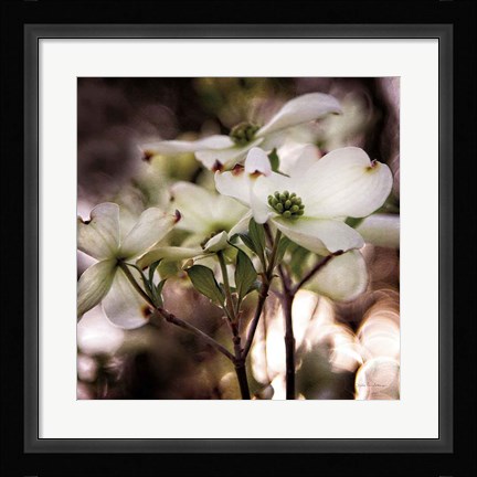 Framed White Dogwood II Print