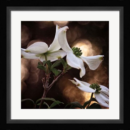Framed White Dogwood I Print