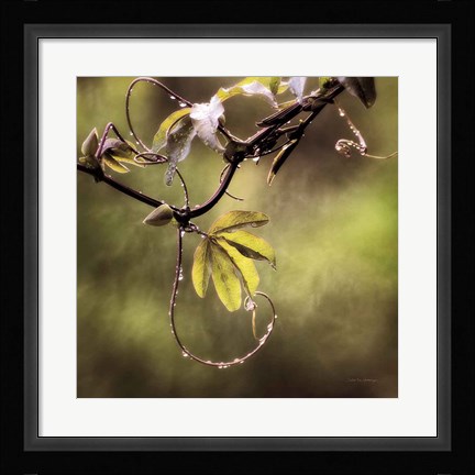 Framed Passion Flower Vine I Print