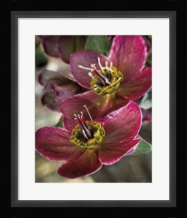 Framed Lenton Rose V Print