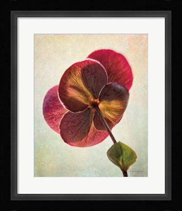 Framed Lenton Rose II Print
