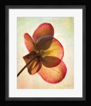 Framed Lenton Rose I Print