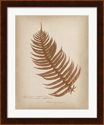 Framed Ferns in Book V Burgundy Print